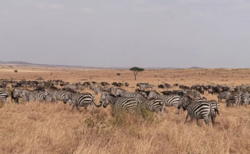 케냐 세렝게티 국립공원